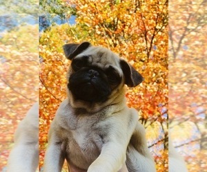 Pug Puppy for sale in NEW WINDSOR, NY, USA