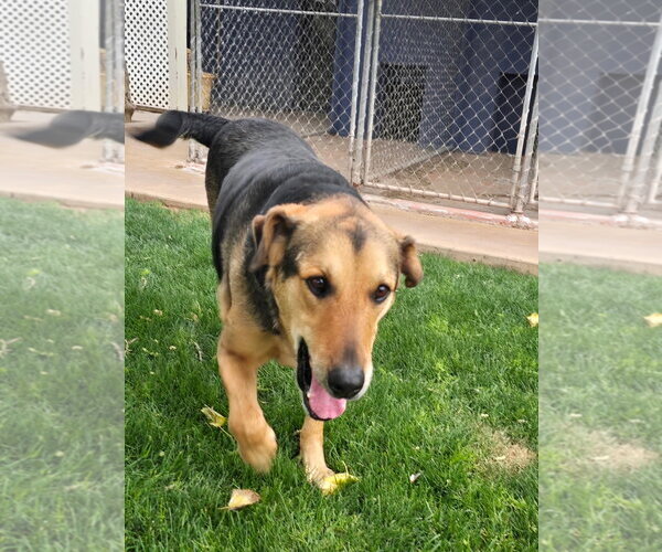 Medium Photo #2 German Shepherd Dog-Unknown Mix Puppy For Sale in phoenix, AZ, USA