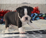 Small #4 Boston Terrier