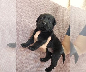 Labrador Retriever Puppy for Sale in FORREST, Illinois USA