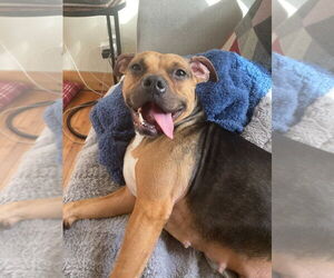 Plum - Female Beagle-Unknown Mix Dog for Adoption - Photo #5