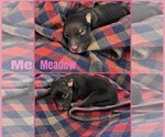 Image preview for Ad Listing. Nickname: Meadow