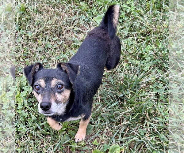 Medium Photo #1 Miniature English Bulldach Puppy For Sale in Batavia, OH, USA