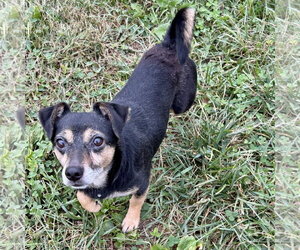 Miniature English Bulldach Dogs for adoption in Batavia, OH, USA
