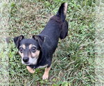Kismet - Male Miniature English Bulldach Dog for Adoption - Small photo