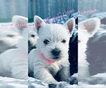 Small #1 West Highland White Terrier