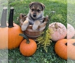 Small Photo #2 Australian Cattle Dog-German Shepherd Dog Mix Puppy For Sale in BRIDGEWATER, VA, USA