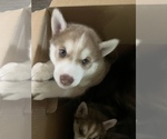 Small Photo #3 Siberian Husky Puppy For Sale in AMARILLO, TX, USA