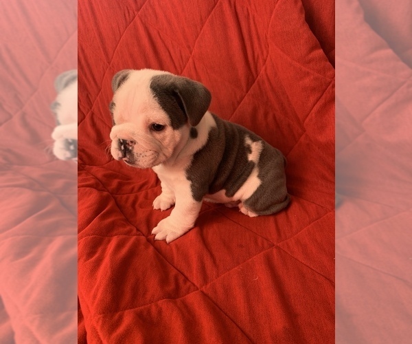 Medium Photo #3 English Bulldog Puppy For Sale in CHULA VISTA, CA, USA