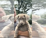 Image preview for Ad Listing. Nickname: Sadie
