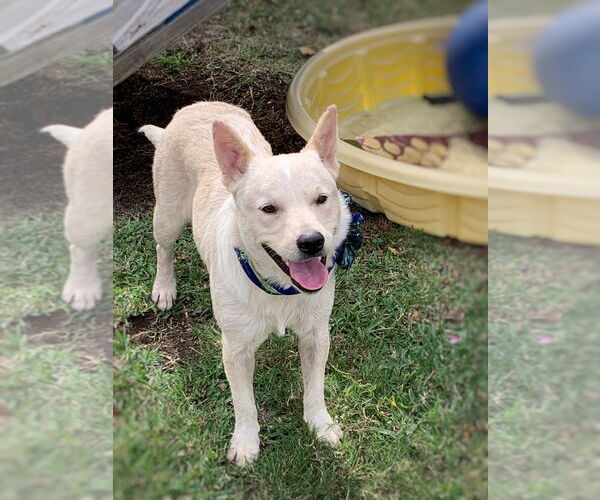 Medium Photo #2 Mutt Puppy For Sale in San Leon, TX, USA