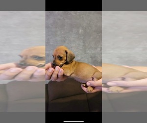 Dachshund Puppy for sale in CHULA VISTA, CA, USA