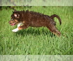 Small #2 Miniature Australian Shepherd