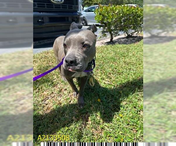 Medium Photo #1 American Pit Bull Terrier Puppy For Sale in West Palm Beach, FL, USA