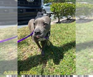 American Pit Bull Terrier Dogs for adoption in West Palm Beach, FL, USA