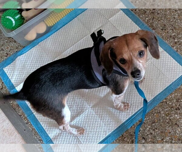 Medium Photo #3 Beagle-Unknown Mix Puppy For Sale in Dunnellon, FL, USA