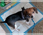 Small #2 Beagle Mix