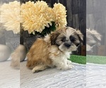 Small Shih Tzu