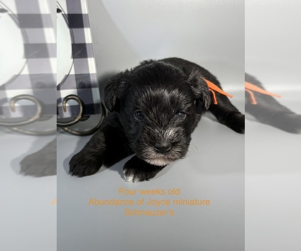 Medium Photo #2 Schnauzer (Miniature) Puppy For Sale in SAINT LOUIS, MO, USA