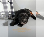 Litter of 4 - Male(s) and Female(s) Schnauzer (Miniature)Litter of Puppies for Sale - Photo #2