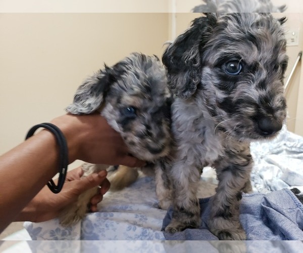 Medium Photo #9 Labradoodle Puppy For Sale in SAN ANTONIO, TX, USA