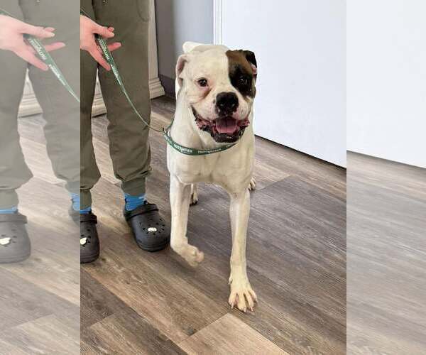 Medium Photo #3 Boxer Puppy For Sale in Burnsville, MN, USA