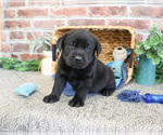 Small #2 Labrador Retriever