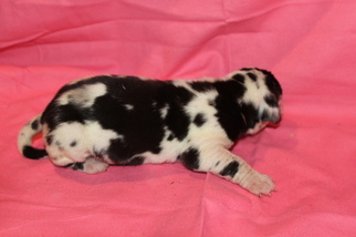 Great Dane Puppy for sale in CHICKASHA, OK, USA