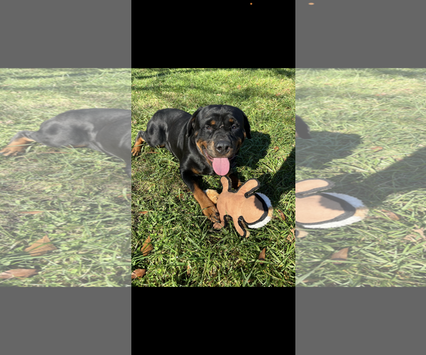 Medium Photo #8 Rottweiler Puppy For Sale in Mooresville, NC, USA