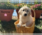 Puppy Remmie Golden Retriever