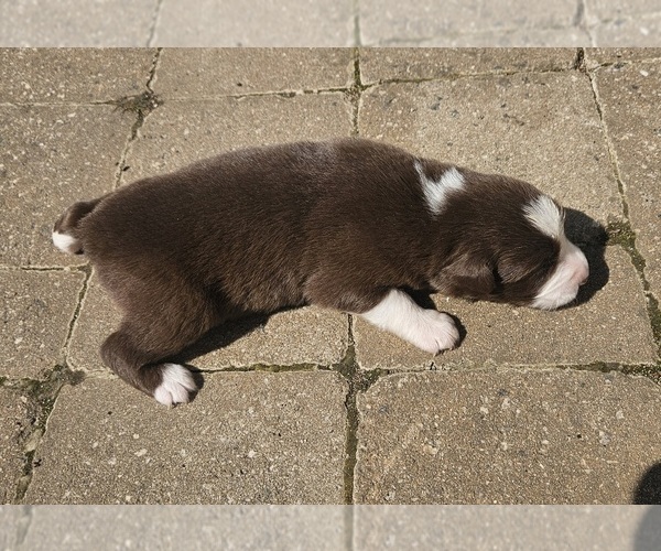 Medium Photo #3 Australian Shepherd Puppy For Sale in NELSON, VA, USA
