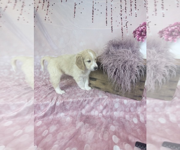 Medium Photo #14 Aussie-Poo-Goldendoodle Mix Puppy For Sale in COMMERCE, MI, USA