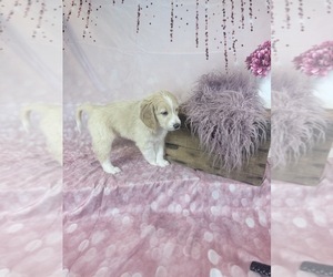 Medium Aussie-Poo-Goldendoodle Mix