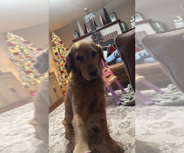 Medium Photo #1 Bluetick Coonhound-Golden Retriever Mix Puppy For Sale in COLORADO SPRINGS, CO, USA