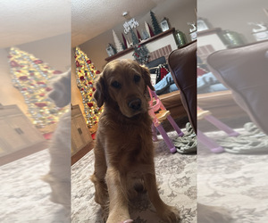 Father of the Bluetick Coonhound-Golden Retriever Mix puppies born on 12/14/2025