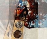 Small Photo #2 Yorkshire Terrier Puppy For Sale in NORFOLK, VA, USA