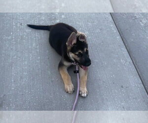 German Shepherd Dog Dogs for adoption in Modesto, CA, USA