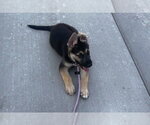 Small German Shepherd Dog