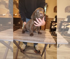 Labrador Retriever Puppy for sale in OREGON, OH, USA