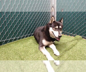 Siberian Husky Dogs for adoption in Downey, CA, USA
