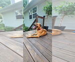 Small #30 Labrador Retriever-Rhodesian Ridgeback Mix
