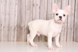 French Bulldog Puppy for sale in MOUNT VERNON, OH, USA
