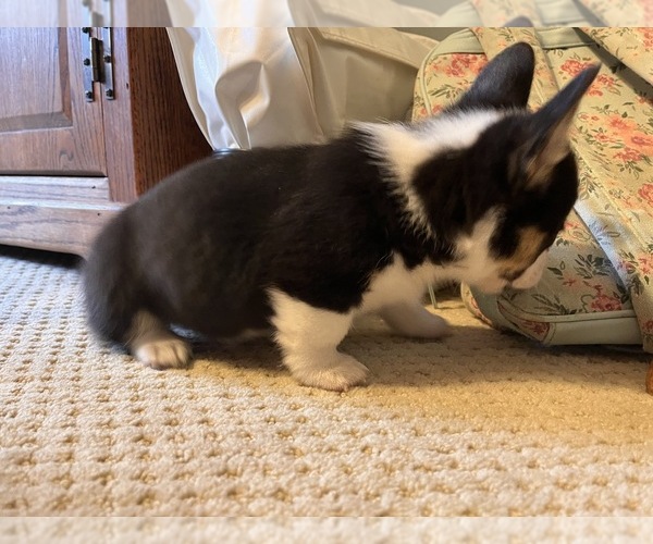 Medium Photo #4 Pembroke Welsh Corgi Puppy For Sale in ROCKFORD, IL, USA