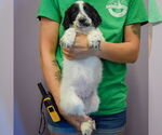Small #2 Spaniel Mix