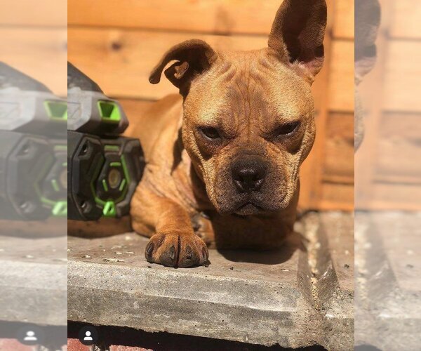 Medium Photo #3 French Bulldog Puppy For Sale in Kansas City, MO, USA