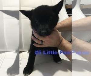 American Eskimo Dog-German Shepherd Dog Mix Puppy for sale in AURORA, CO, USA