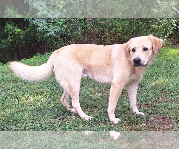 Medium Photo #2 Labrador Retriever-Unknown Mix Puppy For Sale in Wetumpka, AL, USA