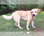 Small #1 Labrador Retriever Mix