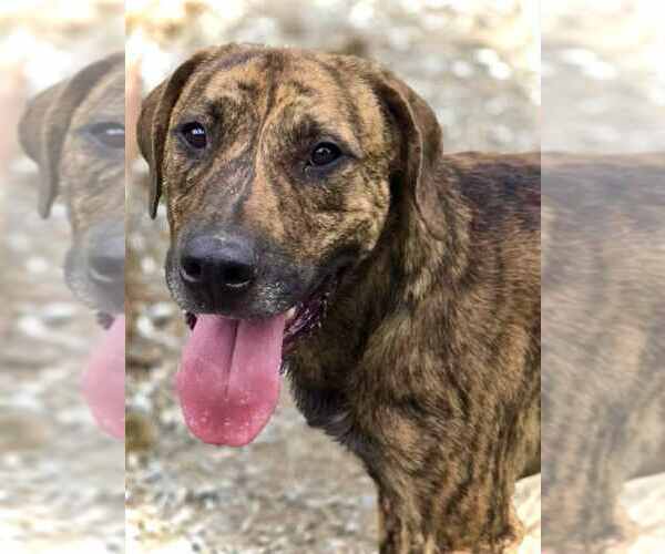 Medium Photo #2 Mutt Puppy For Sale in Crandall, GA, USA