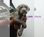 Puppy Luna Cane Corso